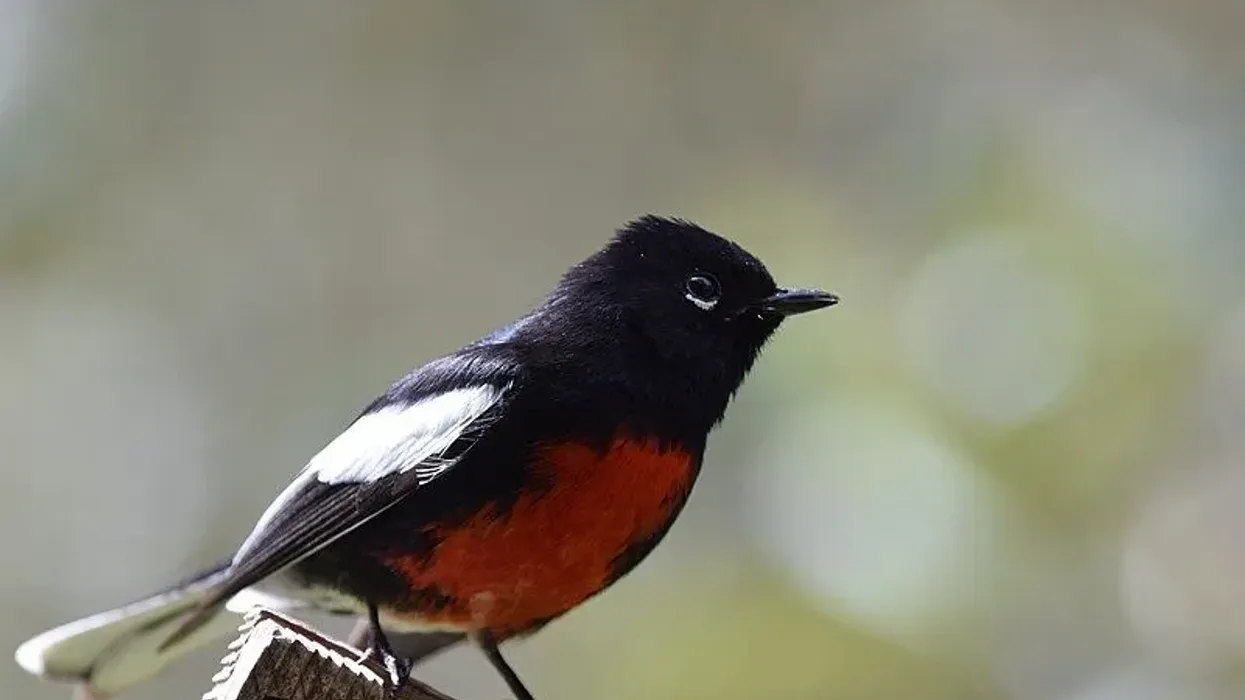 To get to know more about this bird, read these Painted Redstart facts.