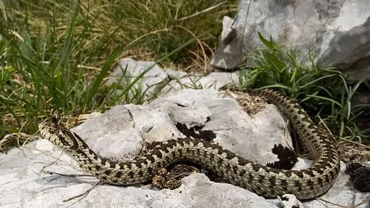 To get to know more about this snake, read these meadow viper facts.