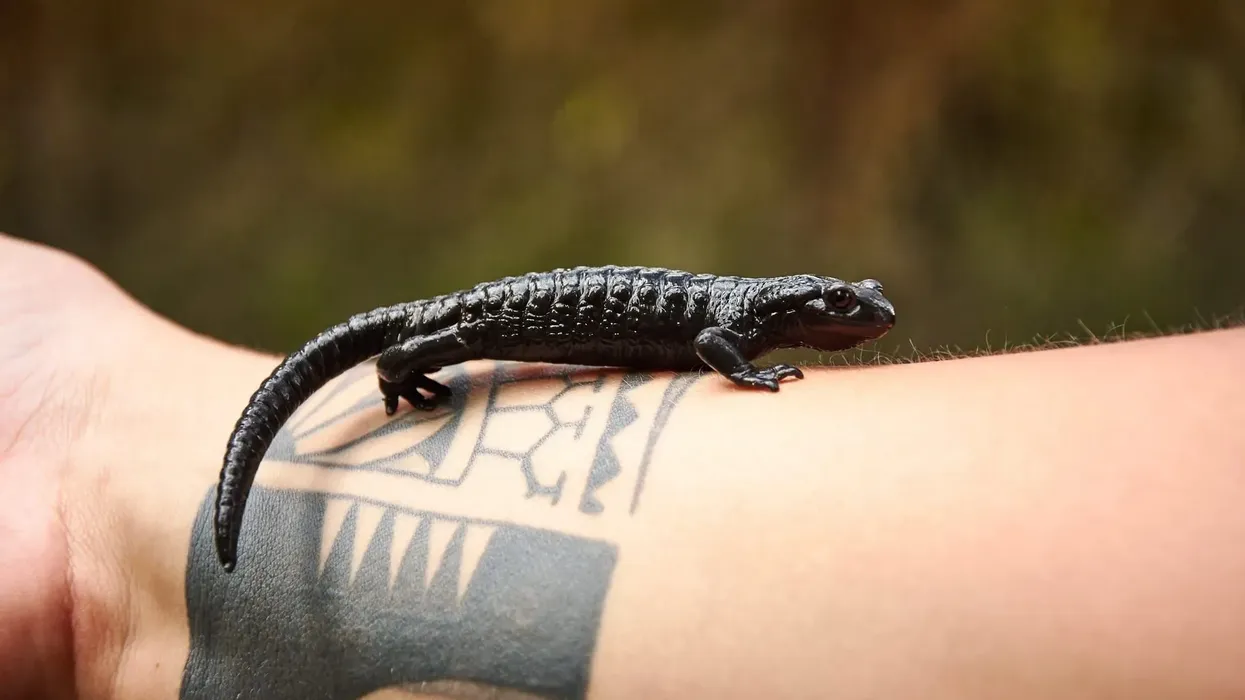 To know more about this animal, read these alpine salamander facts.