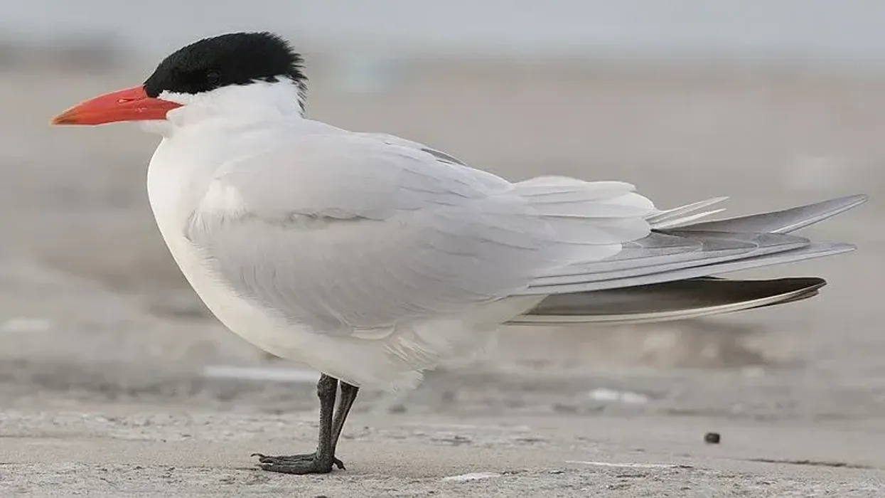 To know more about this bird, read these Caspian Tern facts.