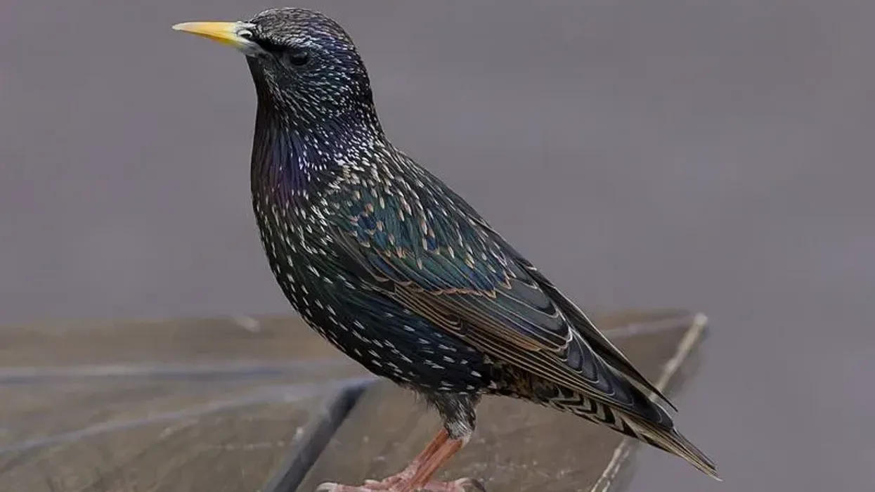 To know more about this bird, read these European Starling facts.