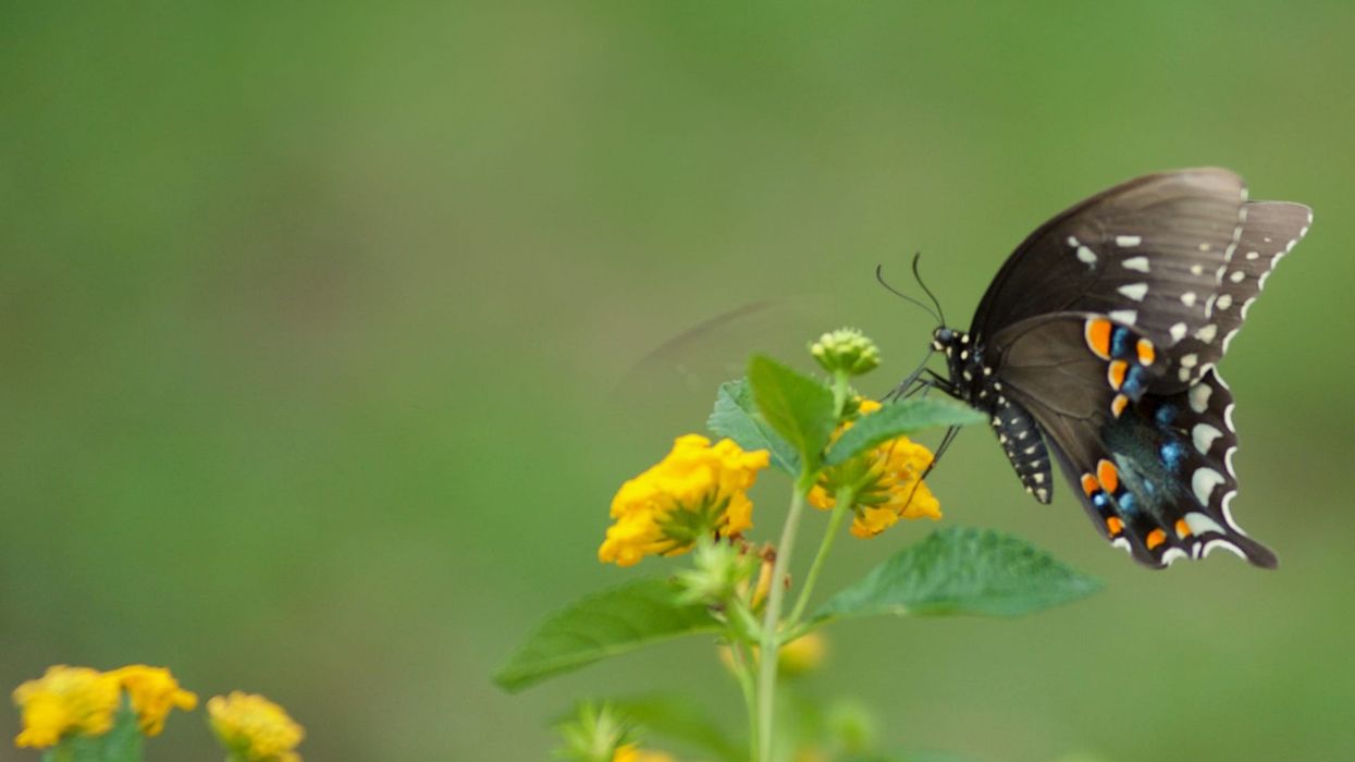 To know more about this butterfly, read these Spicebush Swallowtail facts.