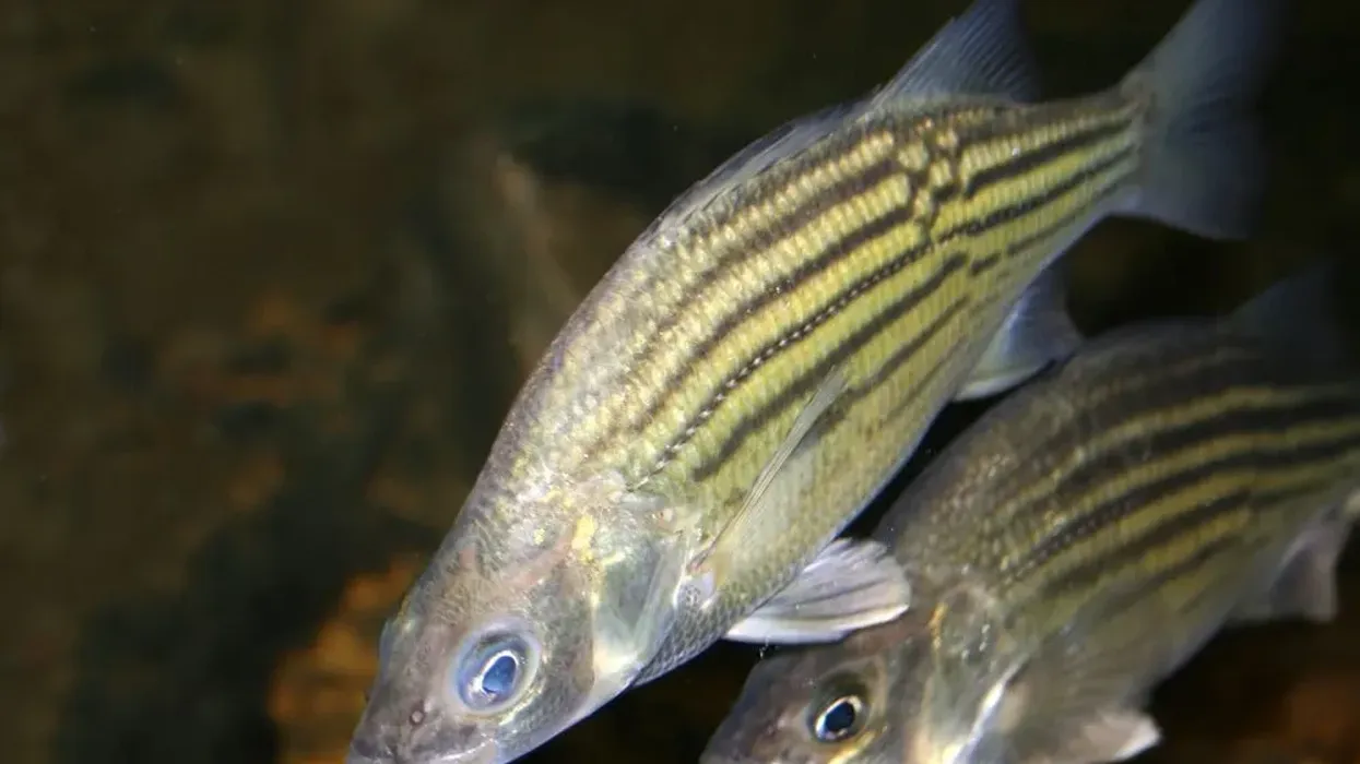 To know more about this fish read these Yellow Bass facts.