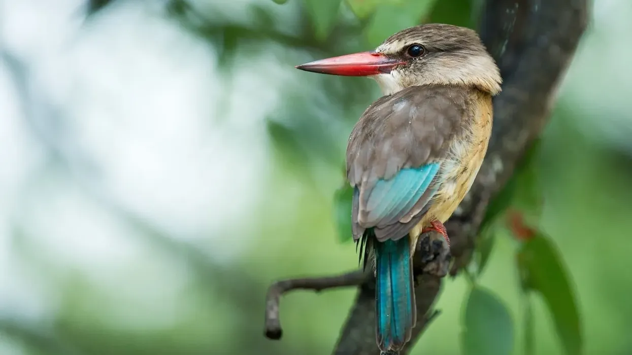To know more about this kingfisher, read these woodland kingfisher facts.