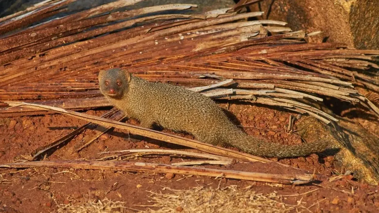 To know more about this mongoose, read these Small Indian Mongoose facts.