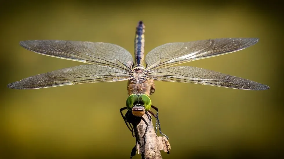 To learn more about dragonfly wing structure, dragonfly wings pattern, and dragonfly wing frequency, keep reading!