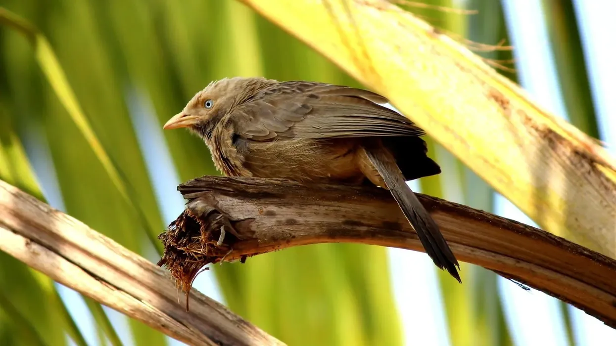To learn more about the babbler species, read these babbler facts.