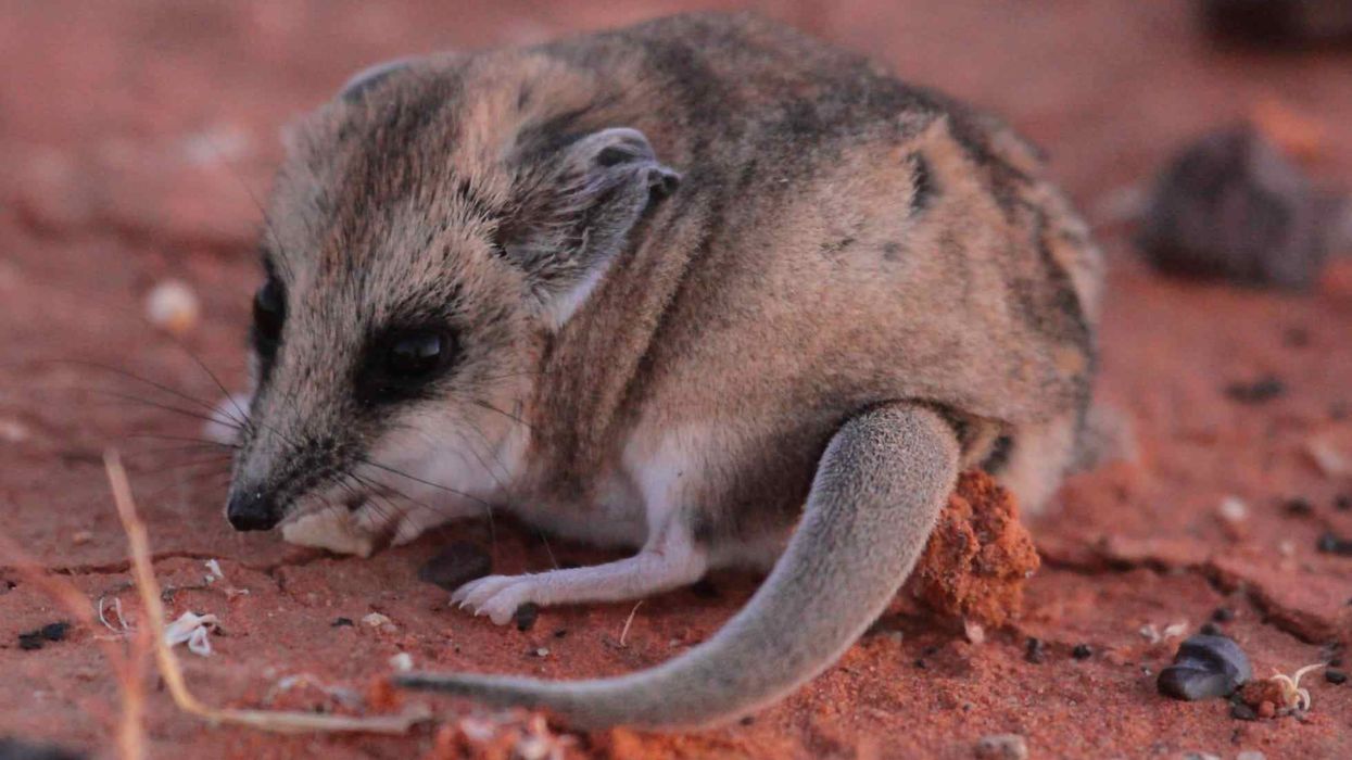 To learn more about this animal, read these dunnart facts