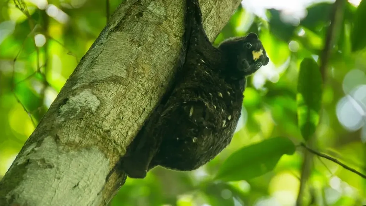 To learn more about this animal, read these Philippine flying lemur facts.