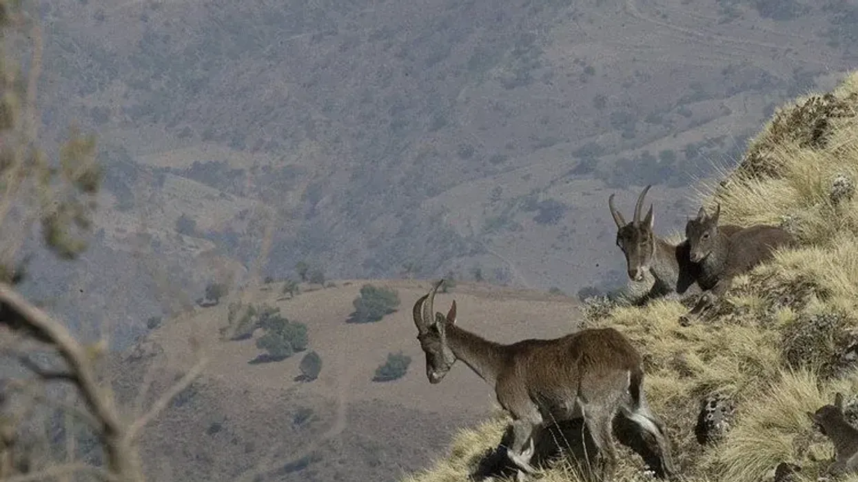 To learn more about this animal, read these Walia ibex facts.