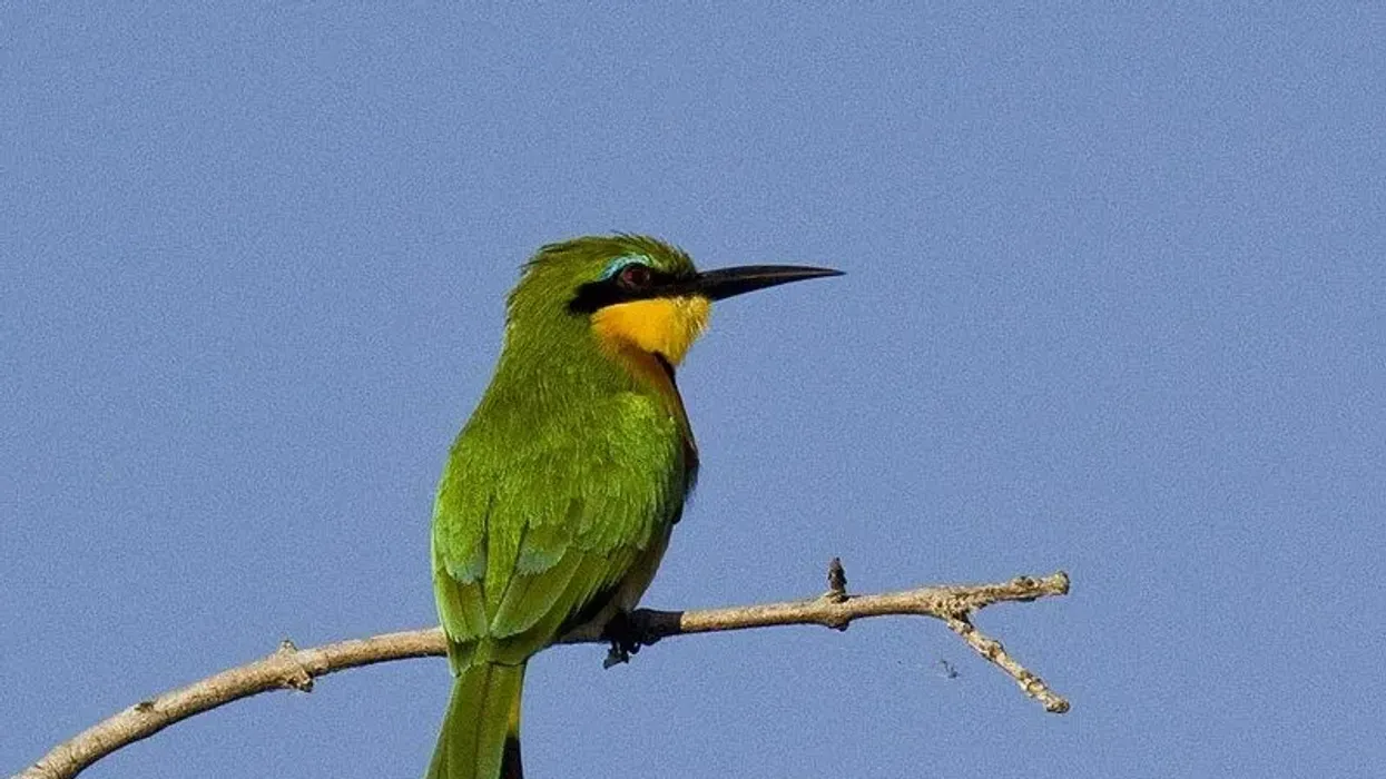 To learn more about this bee-eater, read these Little Bee-Eater facts.