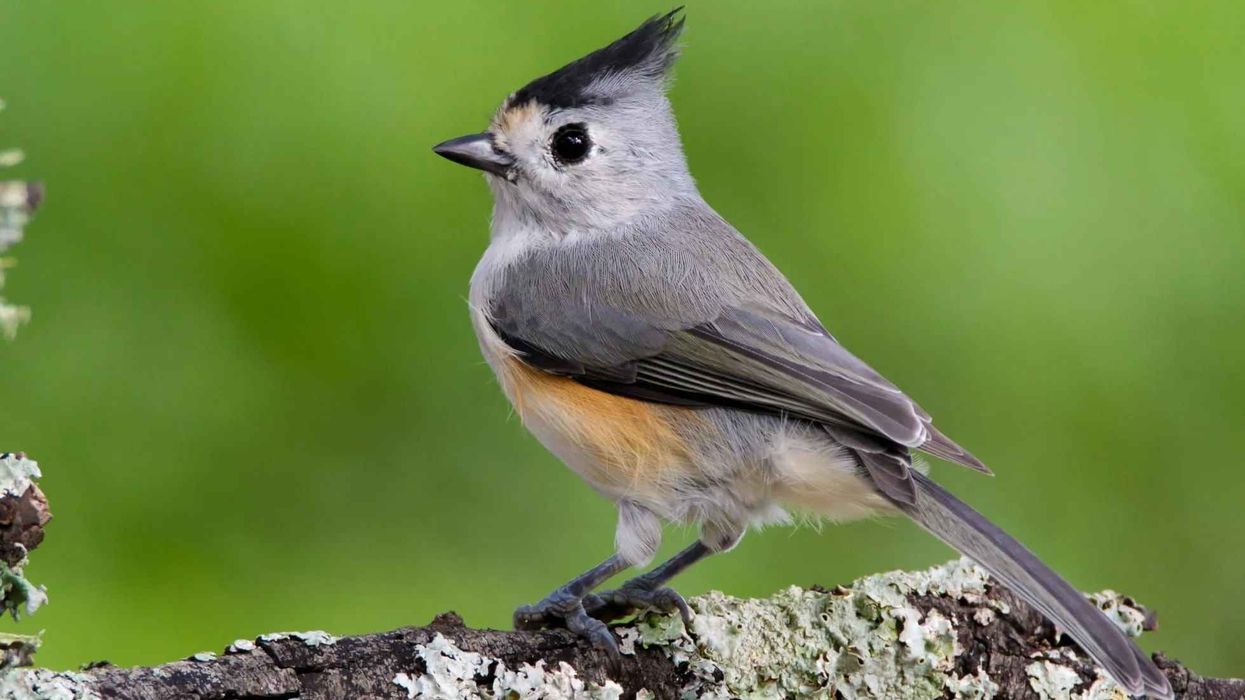 To learn more about this bird, go through these Black-crested Titmouse facts.