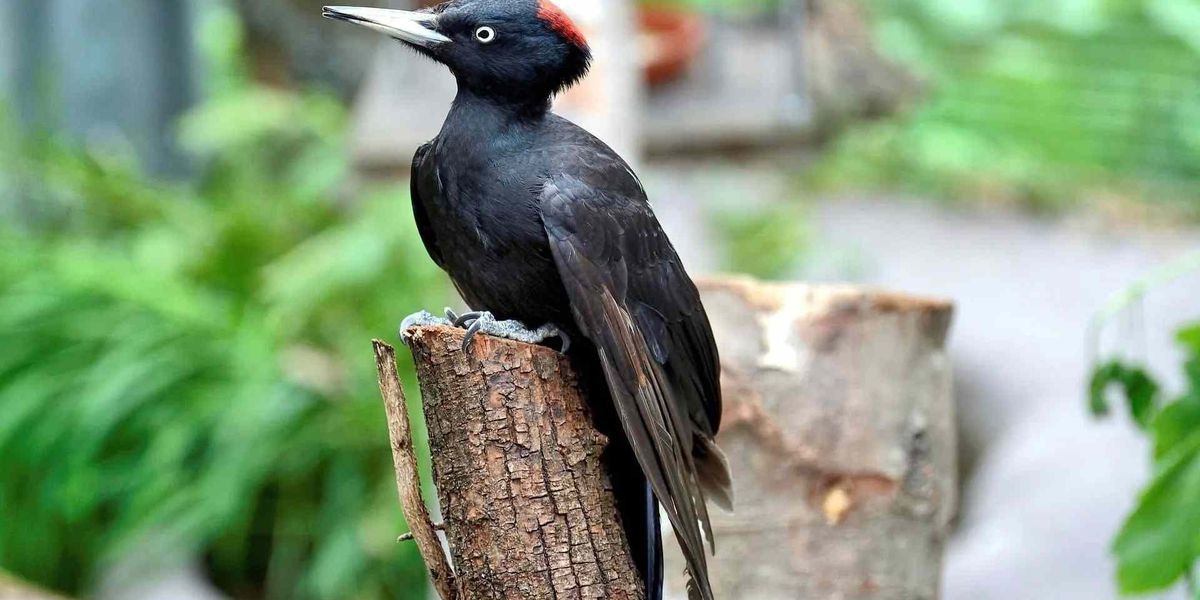 Fun Black Woodpecker Facts For Kids | Kidadl