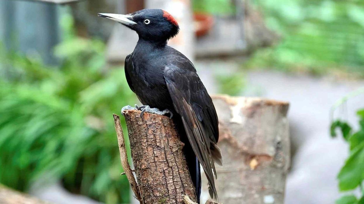 To learn more about this bird, read these black woodpecker facts.