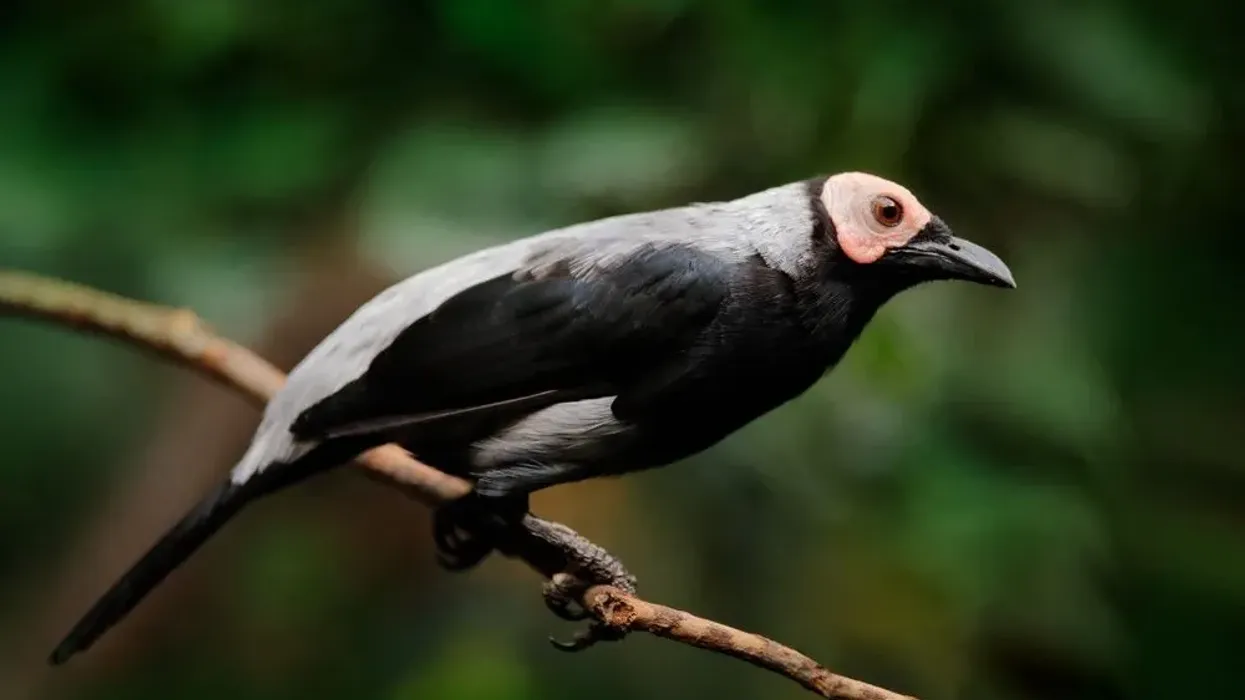To learn more about this bird, read these coleto facts.