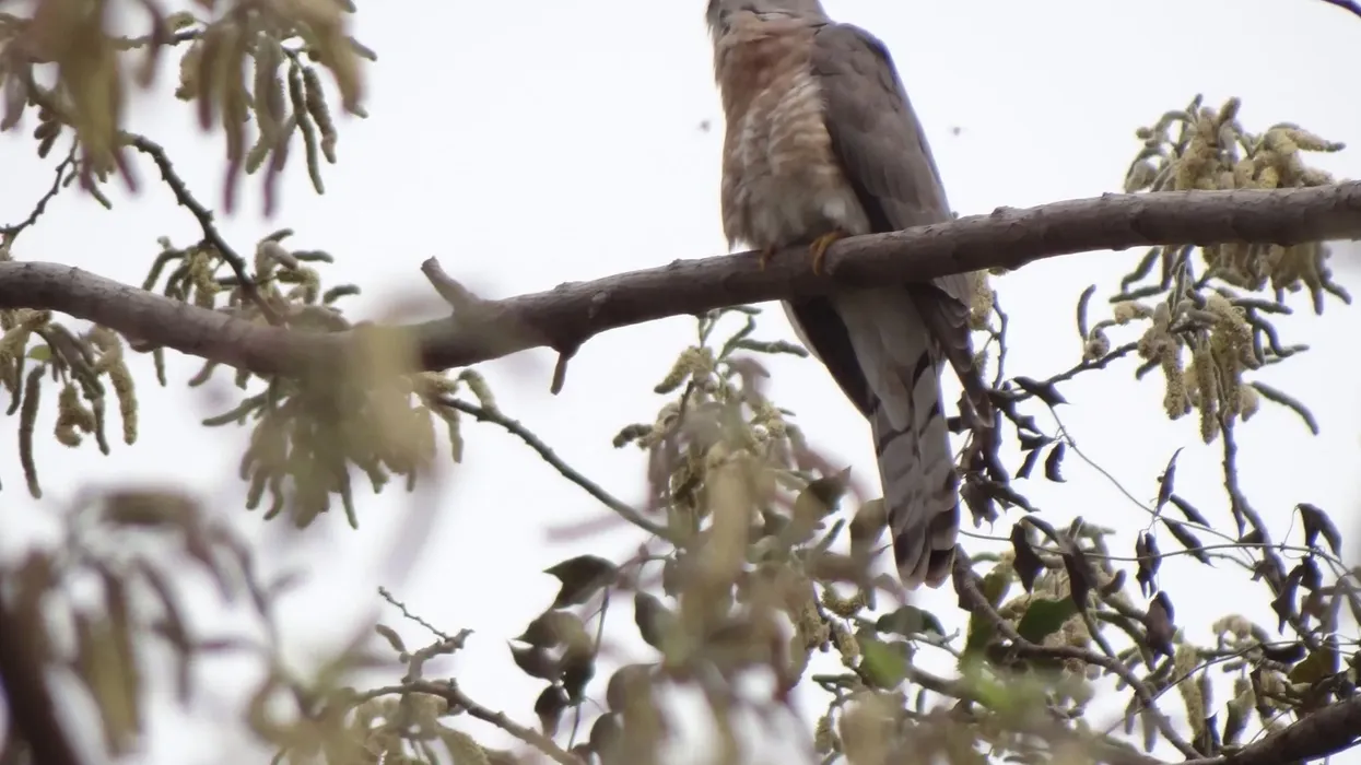 To learn more about this bird, read these common hawk-cuckoo facts.