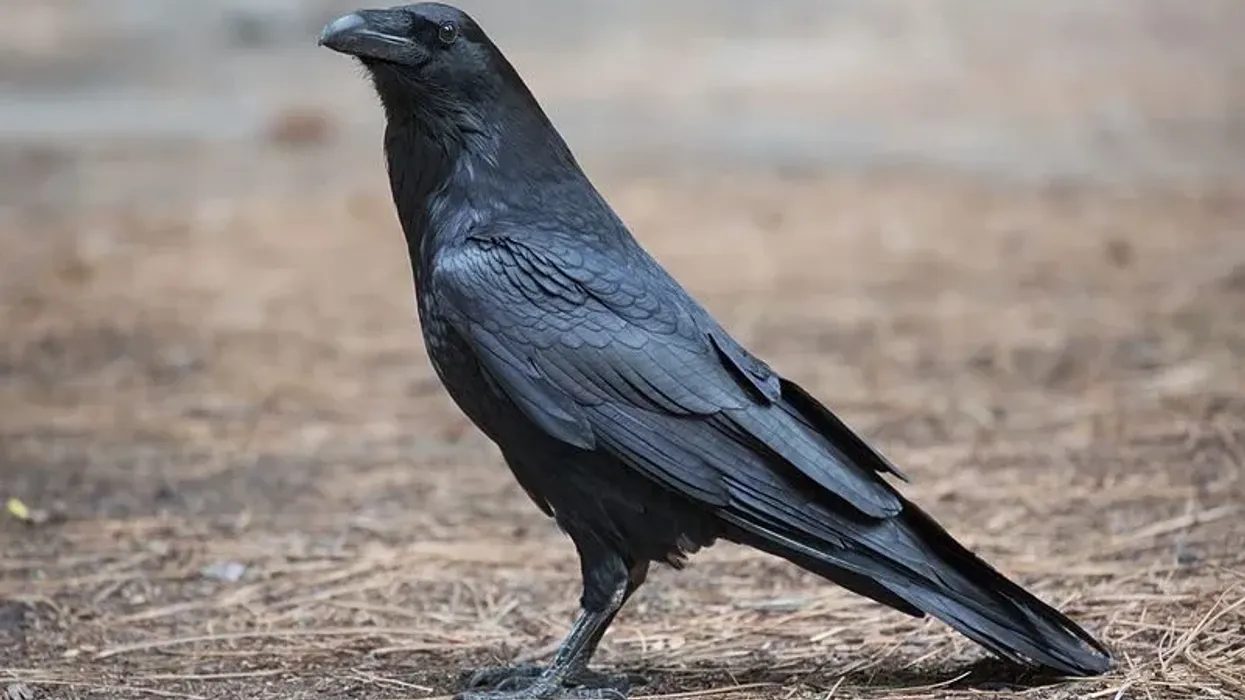 To learn more about this bird, read these Common Raven facts.