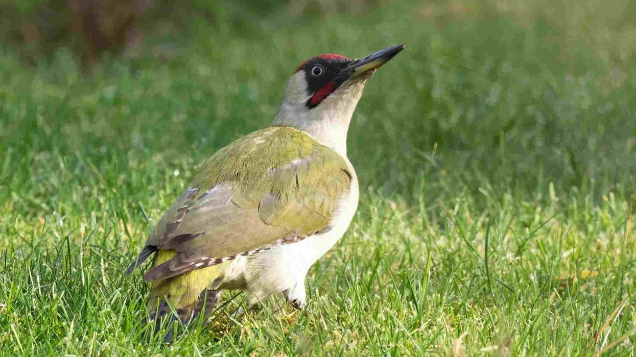 To learn more about this bird, read these green woodpecker facts.