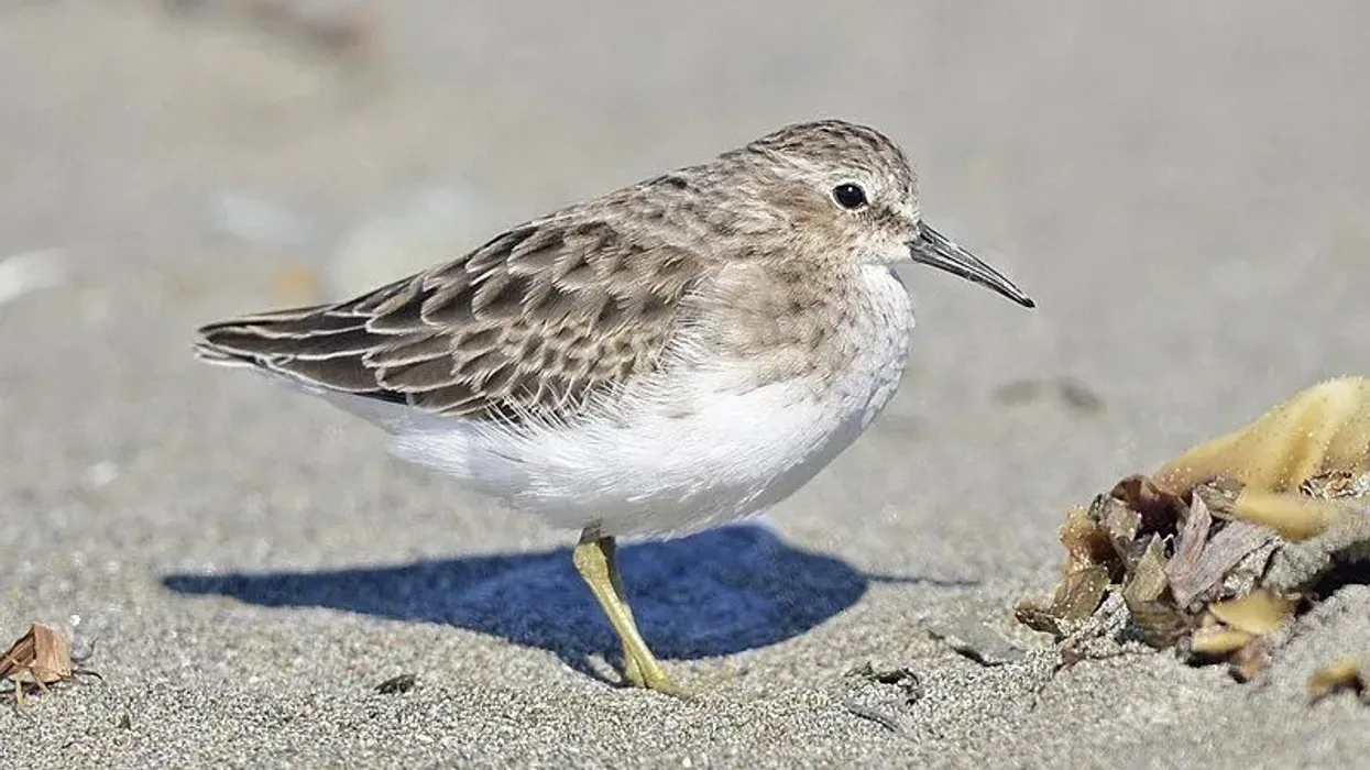 To learn more about this bird, read these Least Sandpipers facts.