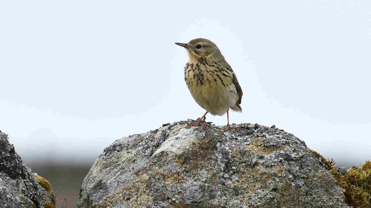 To learn more about this bird, read these meadow pipit facts.