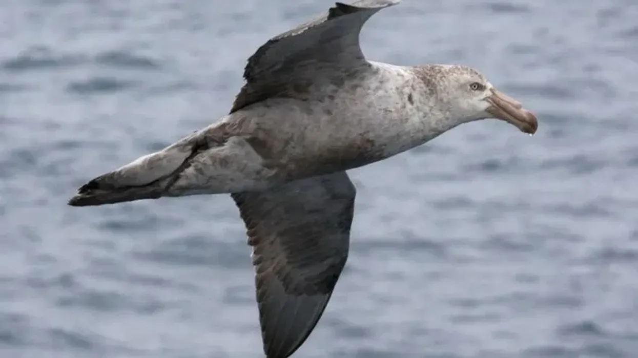 To learn more about this bird, read these northern giant petrel facts