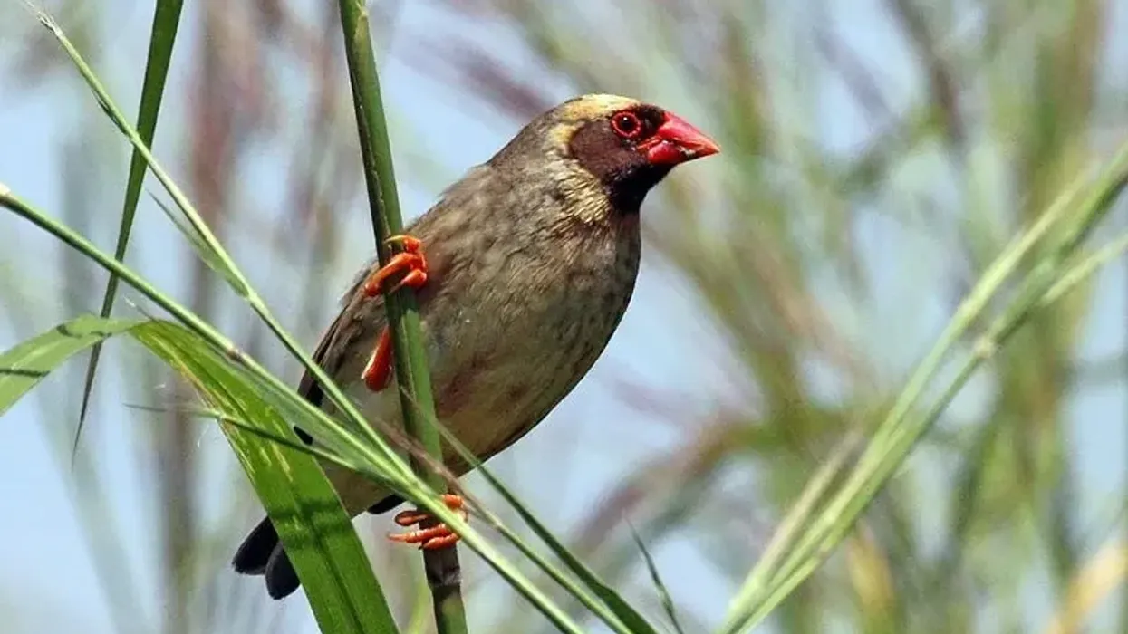 To learn more about this bird, read these red-billed quelea facts.