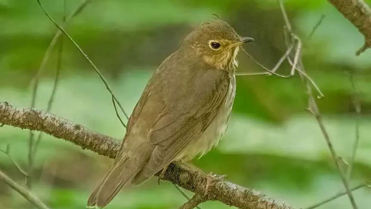 To learn more about this bird, read these Swainson's thrush facts