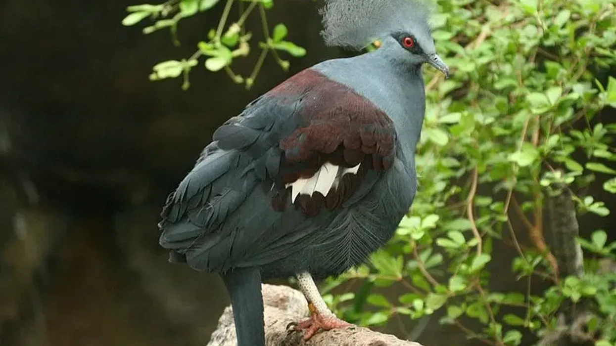 To learn more about this bird, read these Western Crowned Pigeon facts.