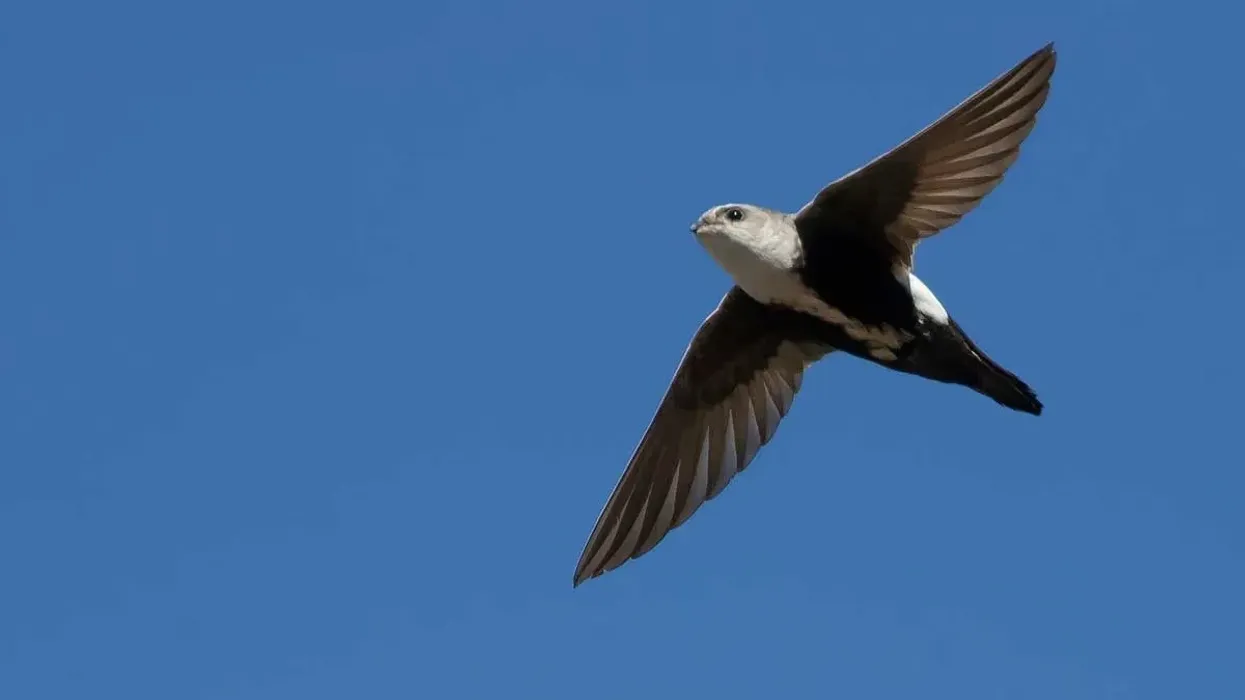 To learn more about this bird, read these white-throated swift facts including habitat, range, breeding habits, and conservation status
