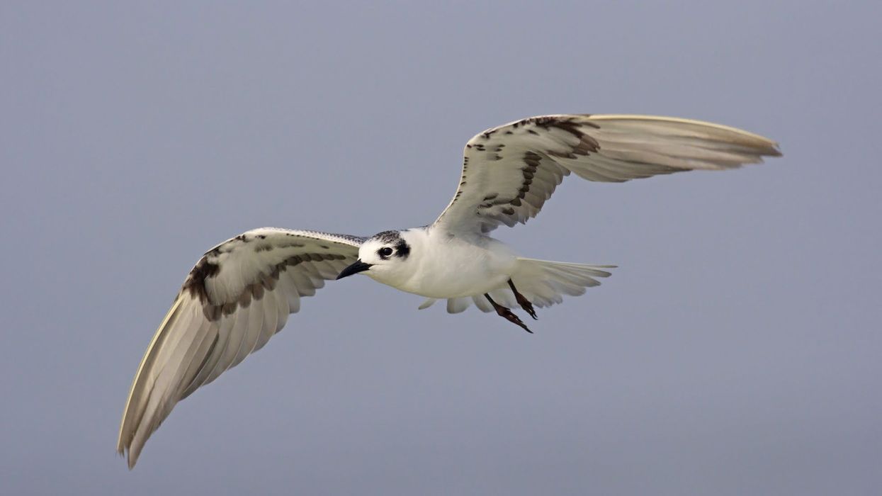 To learn more about this bird, read these White-winged Tern facts.