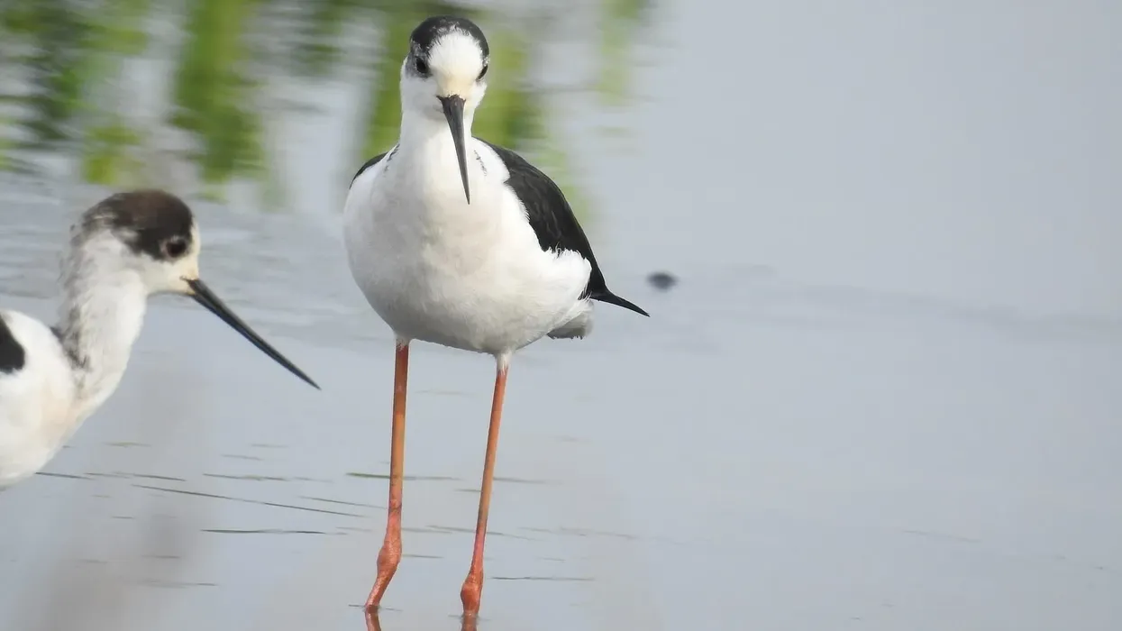 To learn more about this bird species, go through these black-winged stilt facts.
