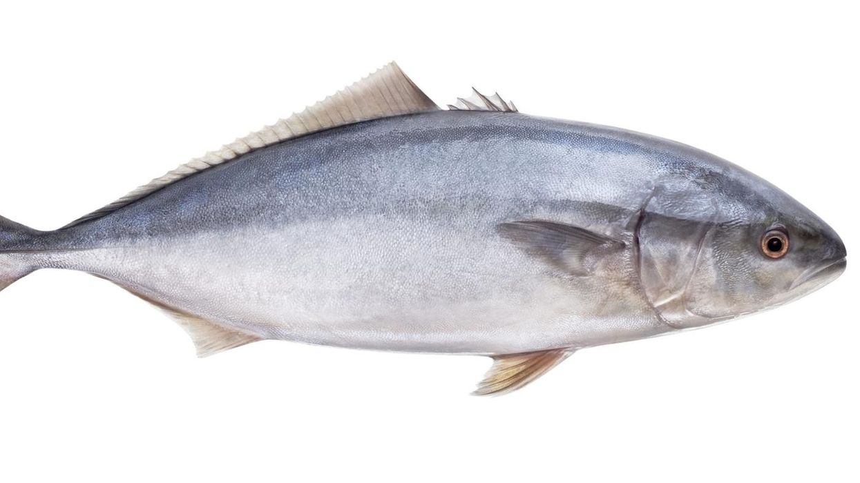 To learn more about this fatty fish, check out these white tuna facts.