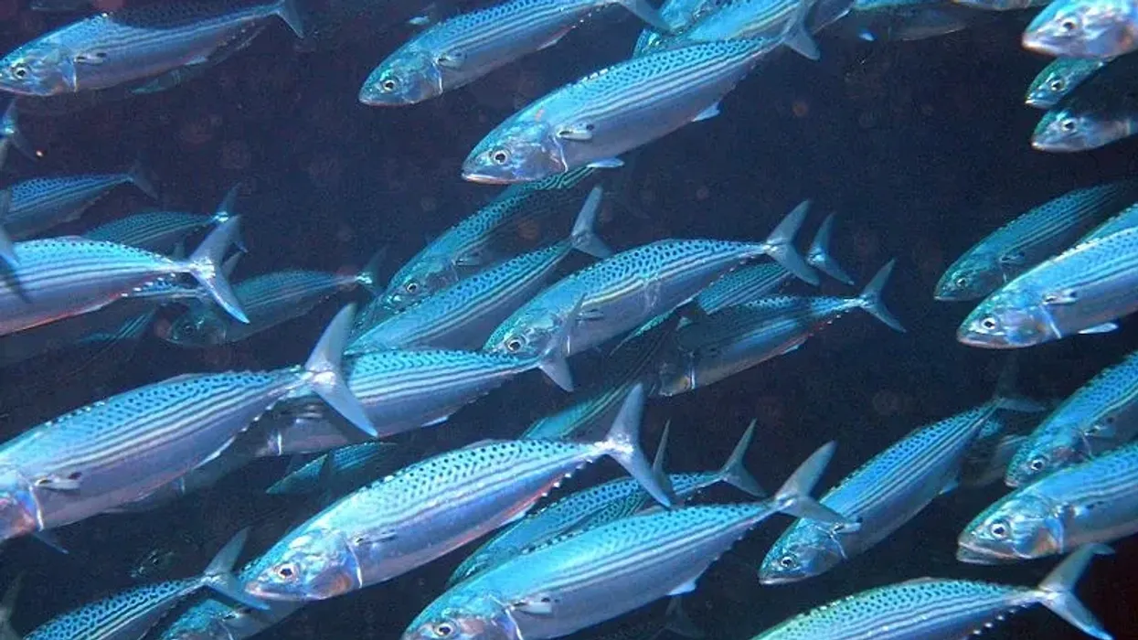 To learn more about this fish, go through these Indian Mackerel facts.