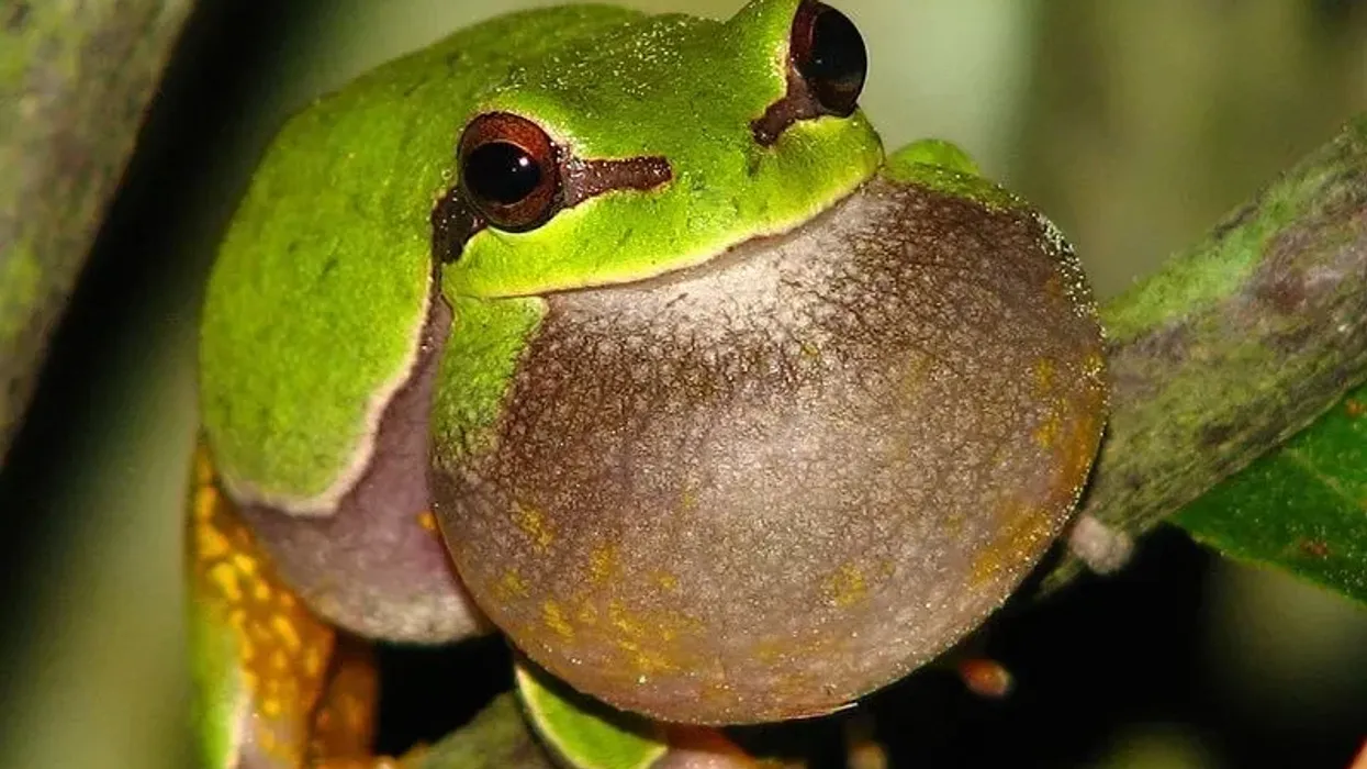 To learn more about this frog, read these pine barrens treefrog facts.