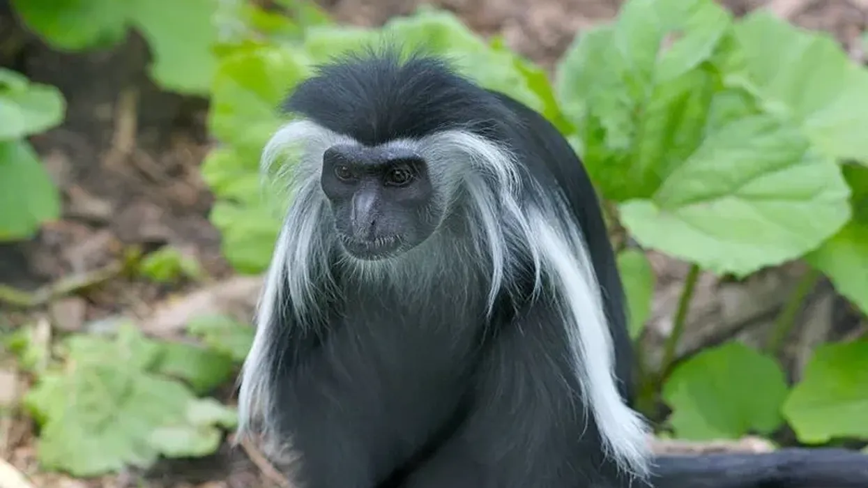 To learn more about this monkey, read these Angolan colobus monkey facts.