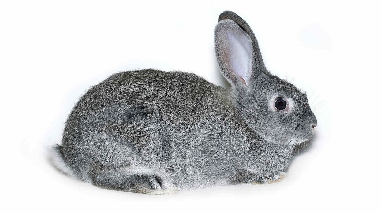 To learn more about this rabbit, read these chinchilla rabbit facts.