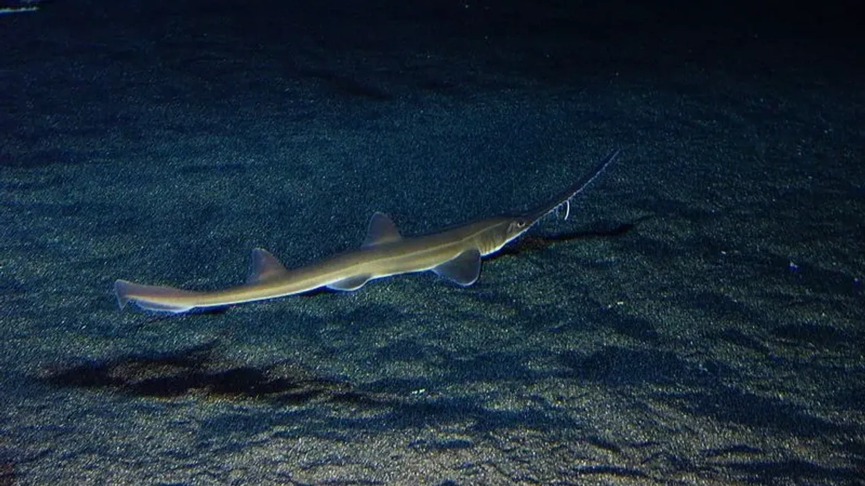 To learn more about this shark, read these Japanese Sawshark facts.