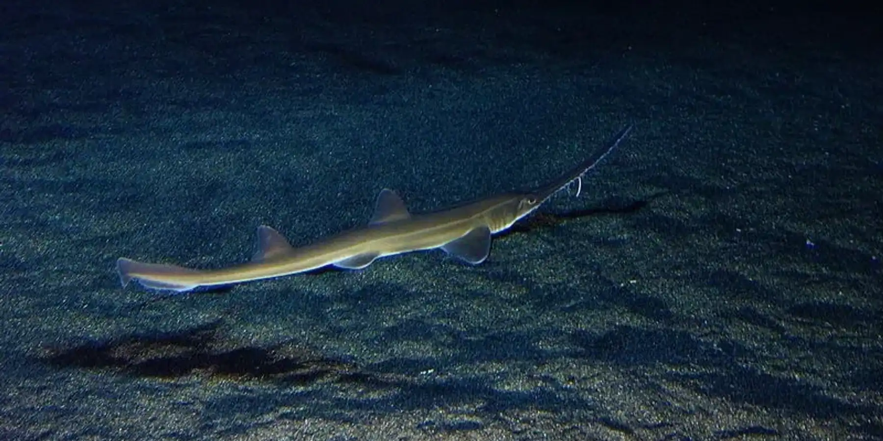 To learn more about this shark, read these Japanese Sawshark facts.