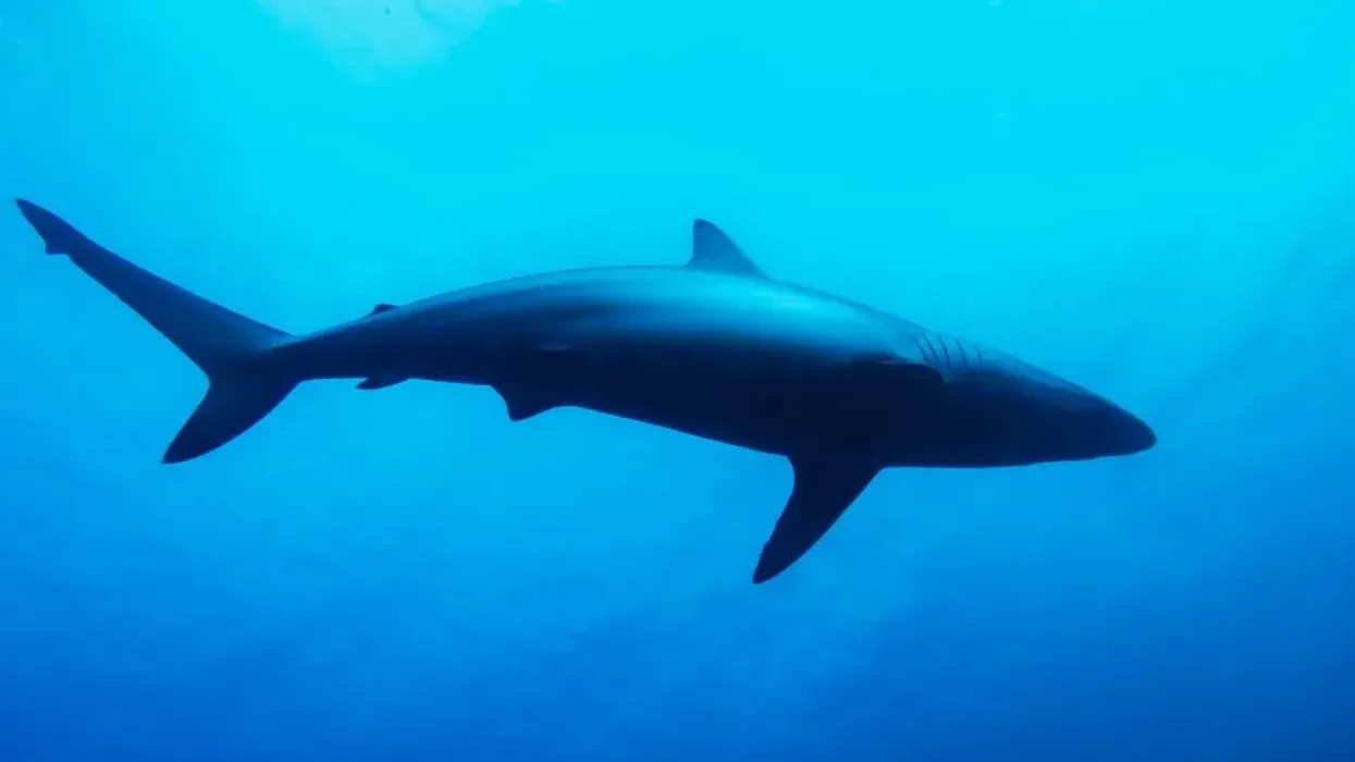 To learn more about this shark, read these Spinner Shark facts.
