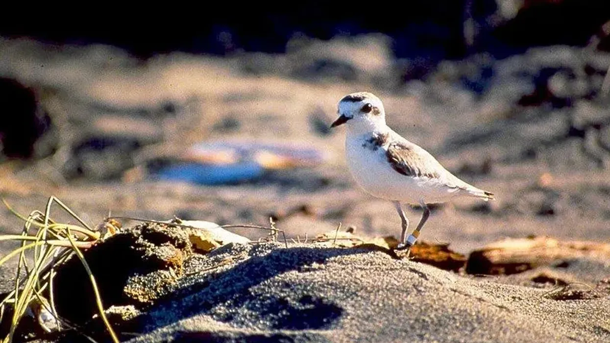 To learn more about this shorebird, read these western snowy plover facts.