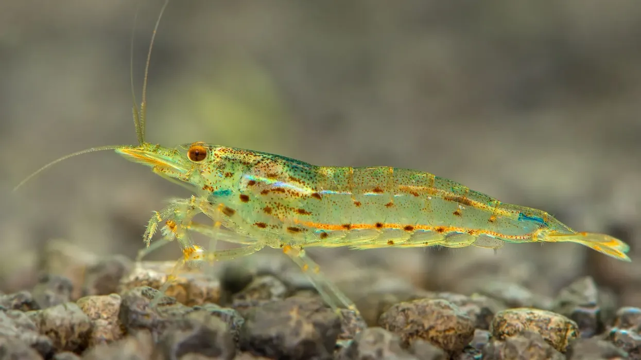 To learn more about this shrimp, read these Amano shrimp facts.