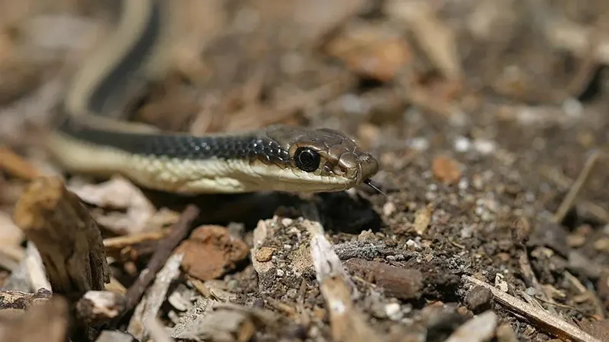 To learn more about this snake, read these patch-nosed snake facts.