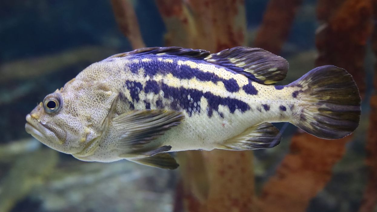 To learn more about this species, read these Olive Rockfish facts.