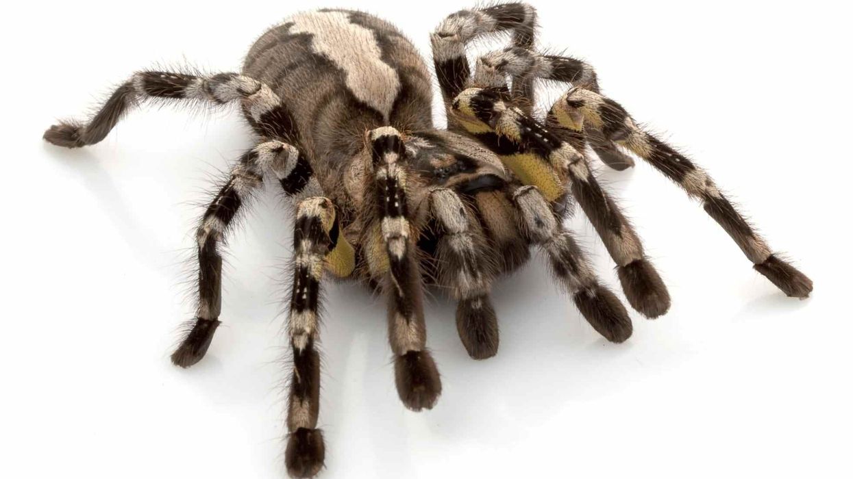 To learn more about this tarantula, check out these Indian ornamental tarantula facts.