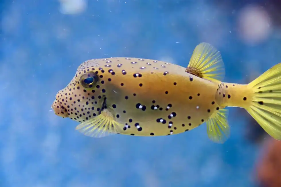 Today animal lovers really want to know the answer to the question that do fish have lungs?