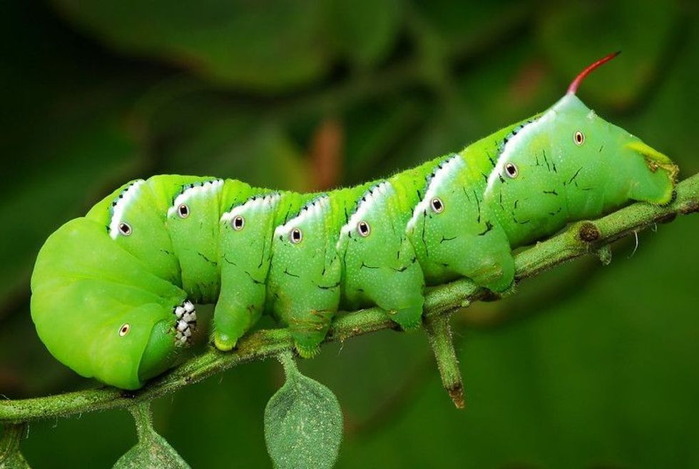 Tomato Hornworm eating a tomato plant.