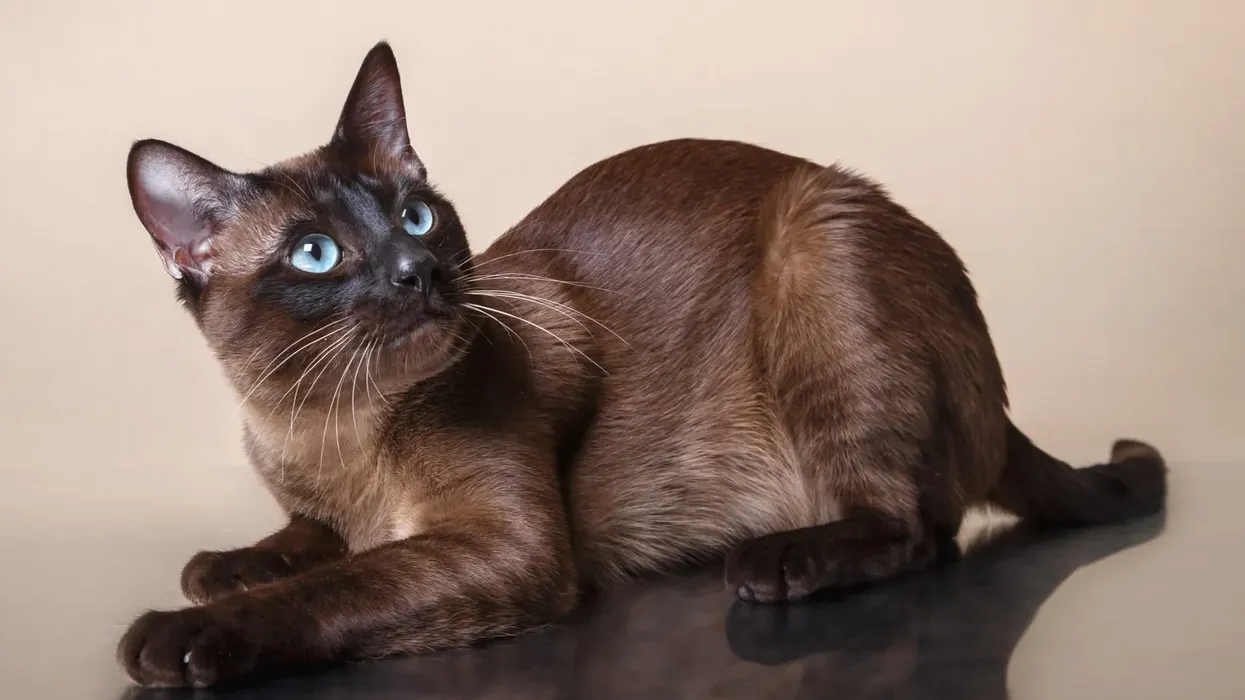 Tonkinese facts about the Siamese and Burmese cat breed.