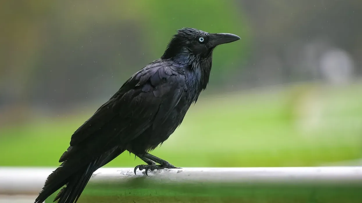 Torresian crow facts are interesting for bird lovers.