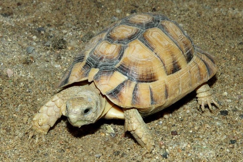 Tortoise walking on sand