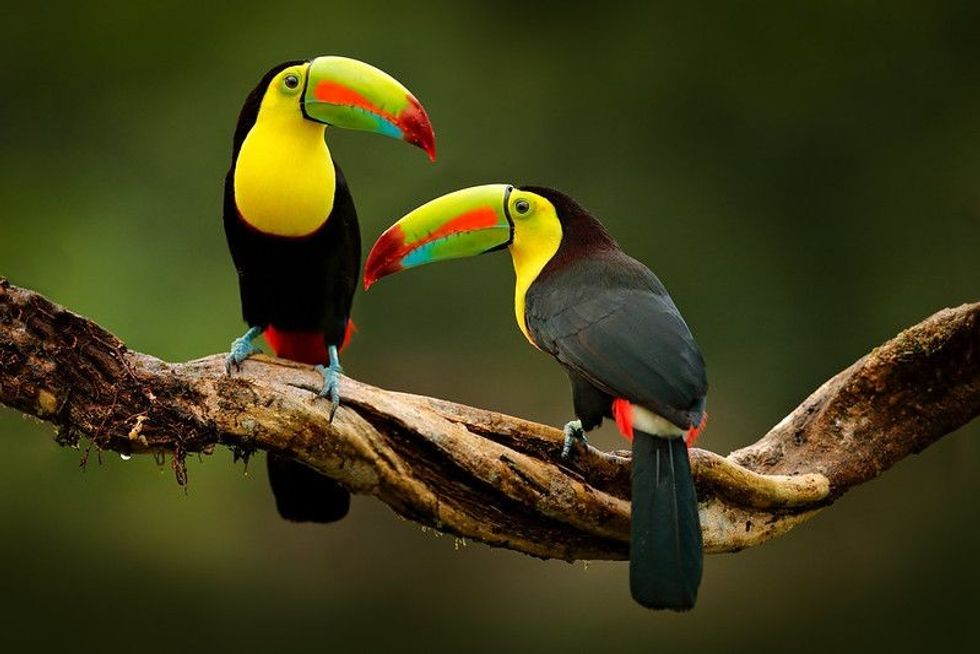 Toucan sitting on the branch in the forest.